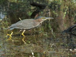 Florida_2007-2008-028